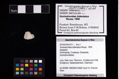 Foto (Objekt + Etikett) von Goniodromites bidentatus (Reuss, 1859)  (NHMW-GEO-2014-0194-1011)